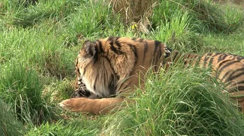 Tiger Stock-Footage 11132566