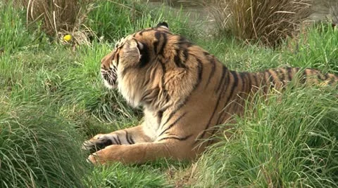 Tiger Stock-Footage 11132970