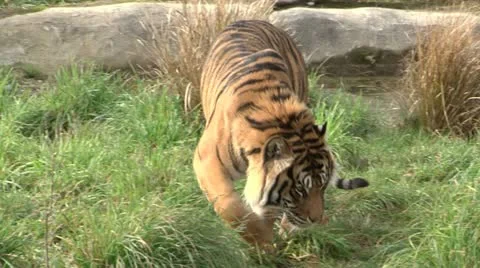 Tiger Stock-Footage 11133069