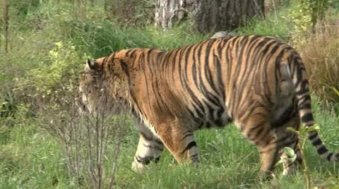Tiger Stock-Footage 11133295