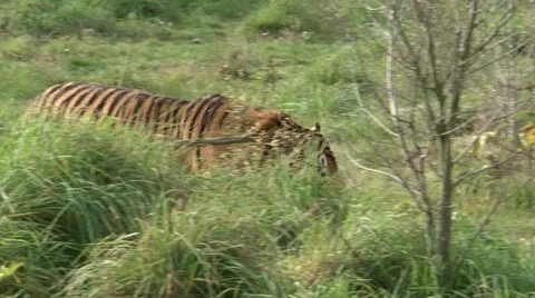 Tiger Video stock 11133689