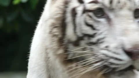 Tiger 스톡 동영상 11173369