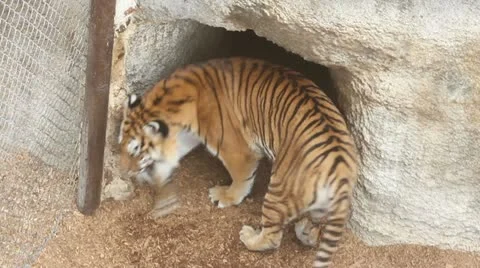 Tiger Stock Footage 11628714