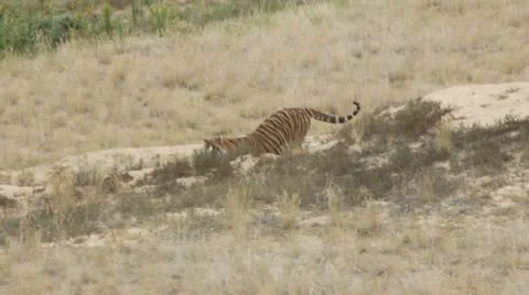 Tiger Stock Footage 11628741