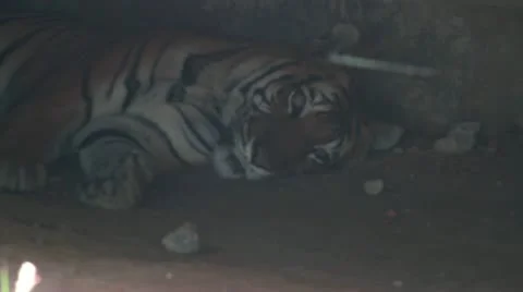 Tiger Stock Footage 12235793