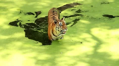 Tiger Video stock 20967472