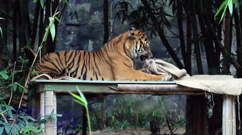 Tiger Stock Footage 24185332