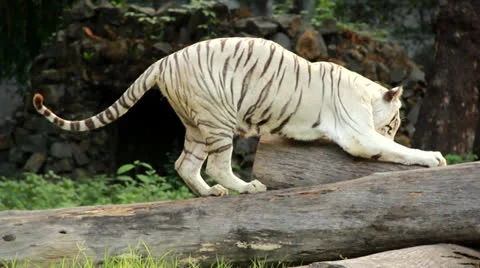 Tiger Video stock 24670067