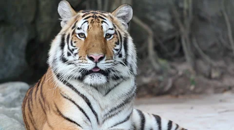 Tiger Stock Footage 33048309