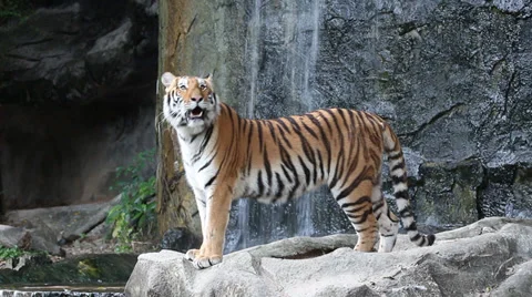 Tiger Video stock 33049446