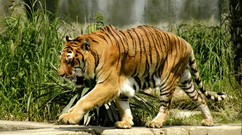 The tiger Stock Footage 33465138