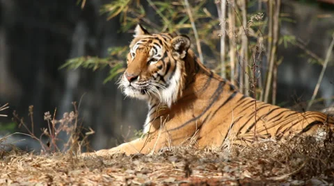 Tiger Stock Footage 33839802