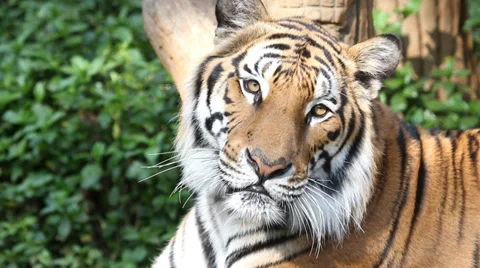 Tiger Stock Footage 33839808