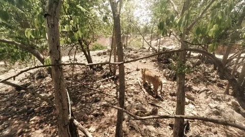 Tiger Stock Footage 78531844