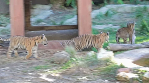 Tiger Stock Footage 113707813