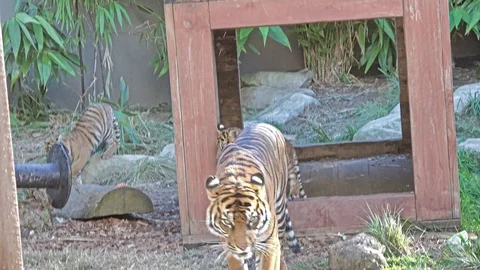 Tiger Stock Footage 113707815