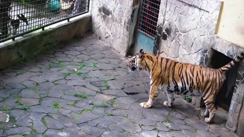 Tiger Stock Footage 229822073