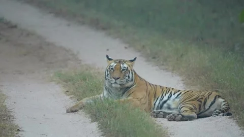 Tiger Stock-Footage 284615634