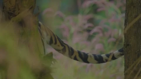 Tiger Stock-Footage 284616076
