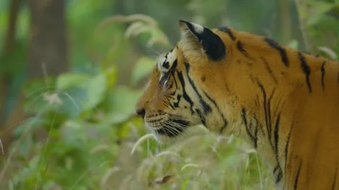 Tiger Stock-Footage 284616459