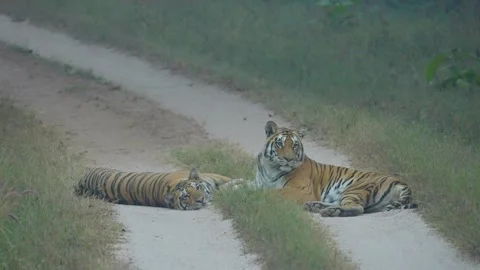 Tiger Stock-Footage 284616491