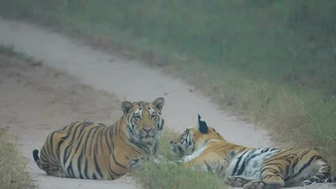 Tiger Stock-Footage 284616500