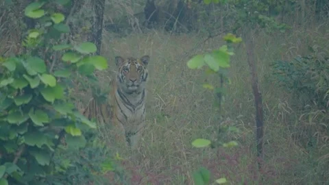 Tiger Stock-Footage 284616767