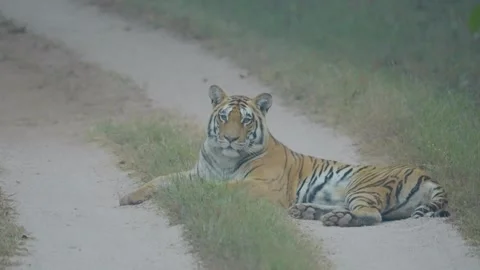 Tiger Stock-Footage 284616850