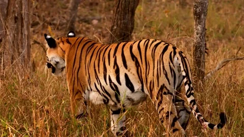 Tiger Stock-Footage 299514198