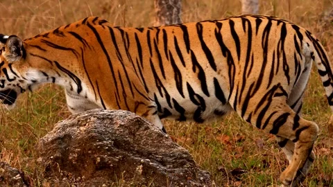 Tiger Stock-Footage 299518538
