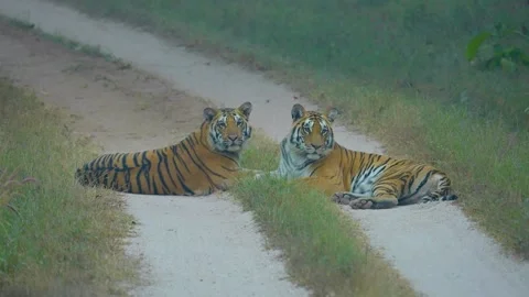 Tiger Stock-Footage 299525890