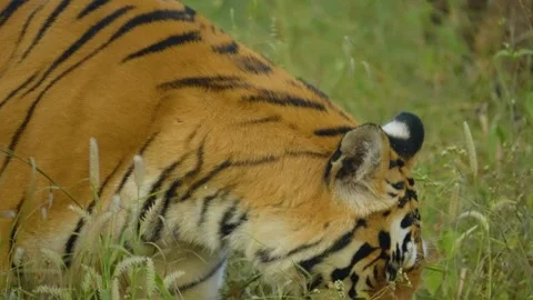 Tiger Stock-Footage 299525896