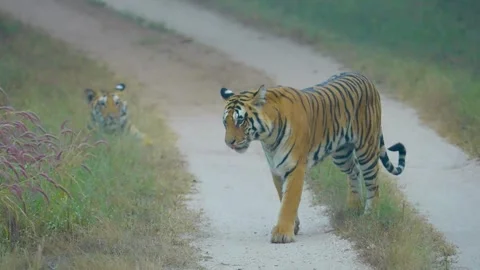 Tiger Stock-Footage 299529950