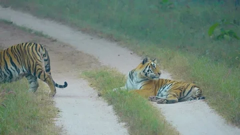 Tiger Stock-Footage 299530232