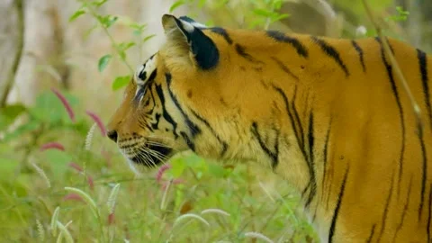 Tiger Stock-Footage 299535498