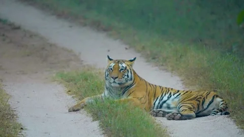 Tiger Stock-Footage 299544449