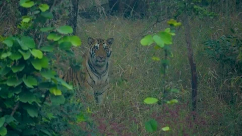 Tiger Stock-Footage 299544692