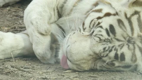 Tiger Stock Footage 345578200