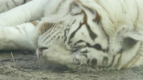 Tiger Stock Footage 345578341