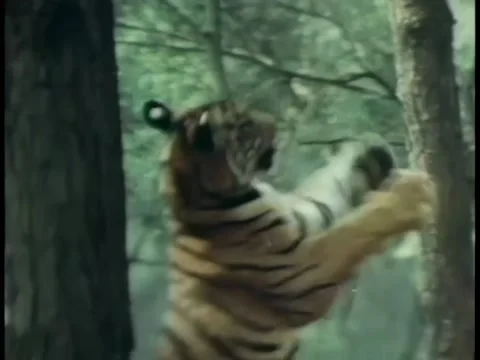 Tiger in forest attempting to jump up tree Stock Footage 260252953