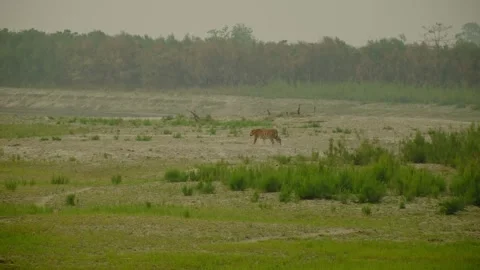 Tiger in the forest Stock Footage 332543866