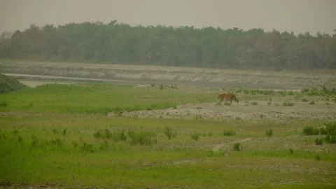 Tiger in the forest Stock Footage 332544216