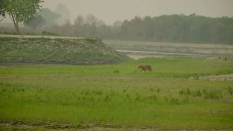Tiger in forest Stock Footage 332548408
