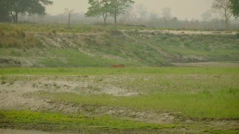 Tiger in the forest Stock Footage 332548638