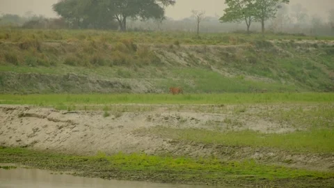 Tiger in the forest Stock Footage 332548711