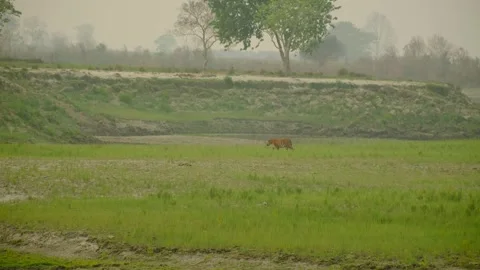 Tiger in forest Stock Footage 332548777