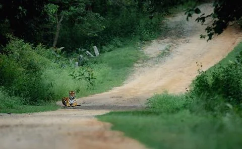 Tiger in forest Foto stock