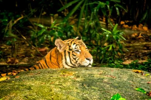 The tiger in forest Stock Photos