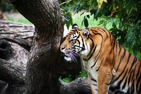 The Tiger In The Forest Stock Photos