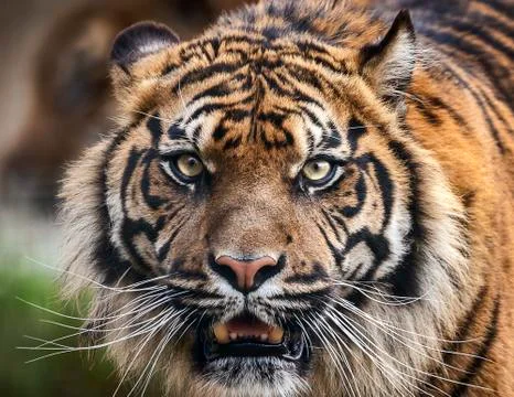 Tiger front view staring Stock Photos